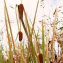 Cattails
