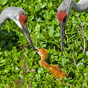 Sandhill Crane