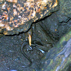 Crab vs Salamander