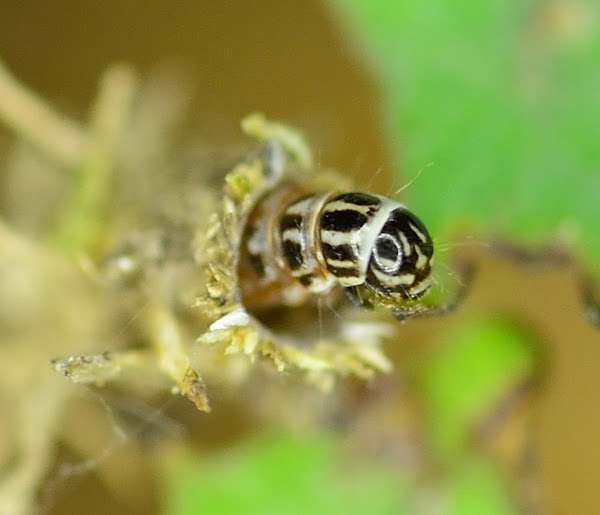 bagwormlike caterpillar in S. Korea Project Noah
