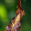 Gold-spotted Ghost Moth