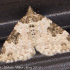 Moth