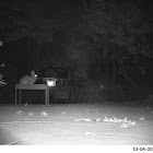 Eastern Cottontail