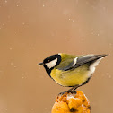 Great tit