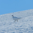Fjellrype - Rock Ptarmigan