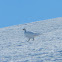Fjellrype - Rock Ptarmigan