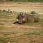 Warthog