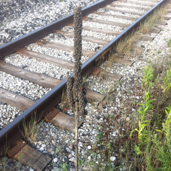 Spotting Image 1