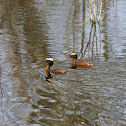 Horned Grebe