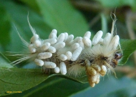 Spotting Image 1