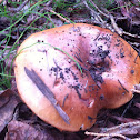 Unknown spotting