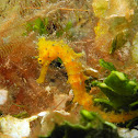 Thorny Seahorse (juvenile)