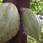 Cacau