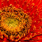 Barberton Daisy