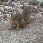 Squirrel