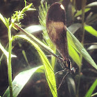 Damselfly
