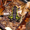 Three Striped Poison Frog