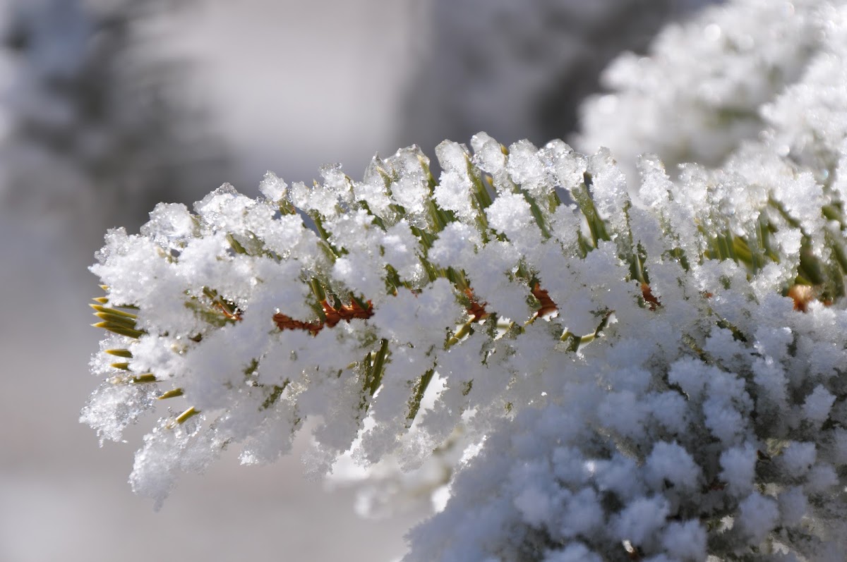 Blue Spruce