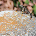 Great Basin Fence Lizard