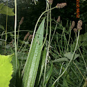 English Plantain