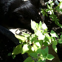 Catnip