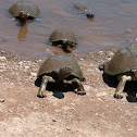 Serrated Hinged Terrapin