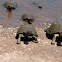 Serrated Hinged Terrapin