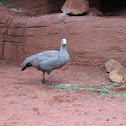 Cape Barren Goose