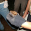 Big Brown Bat