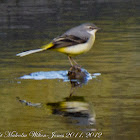 Grey Wagtail; Lavandera Cascadeña