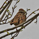 Chipping Sparrow