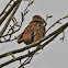 Chipping Sparrow