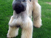 Cachorros Schnauzer Gigantes De Venta