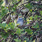 White-throated Sparrow