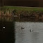 Tufted duck