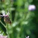 Ambush Bug