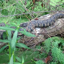 Diamond-backed Watersnake