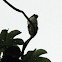 Titi Monkey