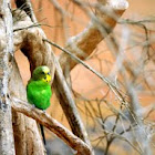Budgerigar