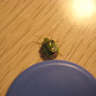 Banasa Stink Bug
