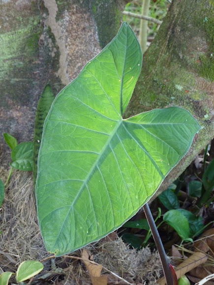 Spotting Image 1