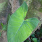 Alocasia