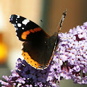 Vanessa atalanta (wings opened)