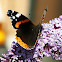 Vanessa atalanta (wings opened)