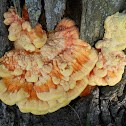 Chicken mushroom
