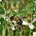 Bumblebee