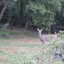 Deer in yard