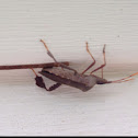 Leaf-footed Bug