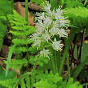 Foamflower