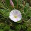 Field Bindweed